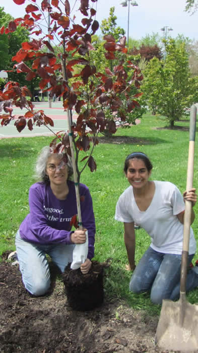 Planting trees